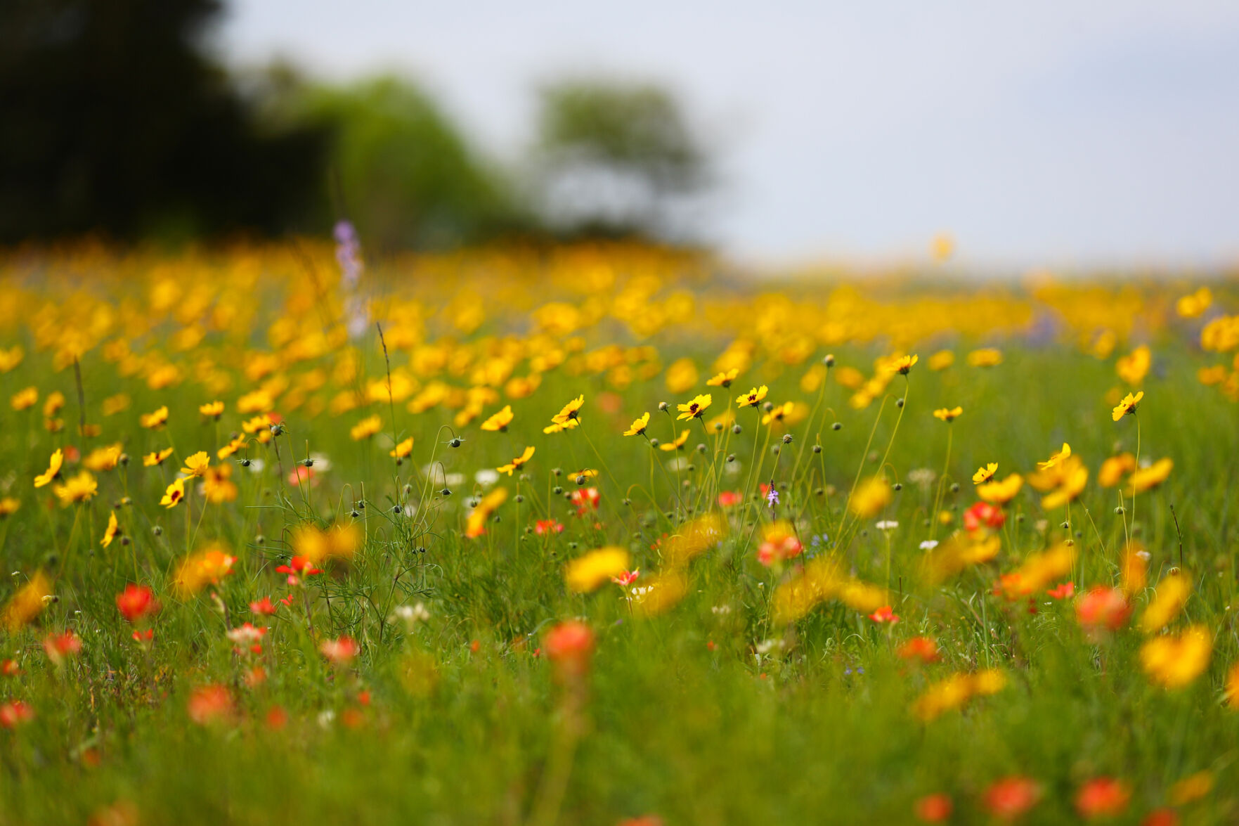 Brazos Valley Wildflowers